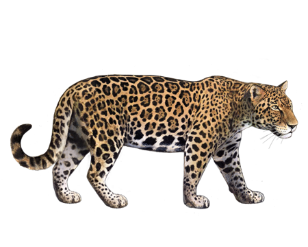 Big cat hot sale breeds wild