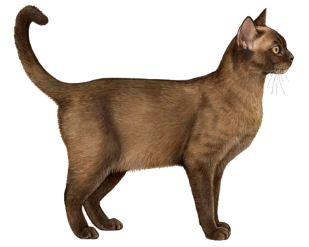 sable burmese cat