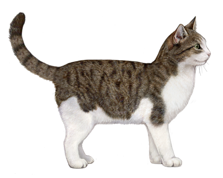 Feline Breeds, Domestic Shorthair Cats, and Color Patterns