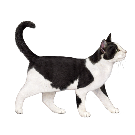 all domestic cat breeds