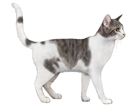 Indian best sale cat breed