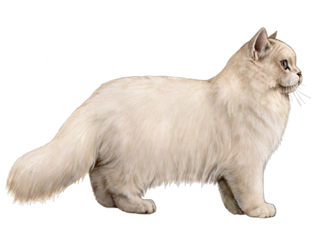 Long body best sale cat breeds