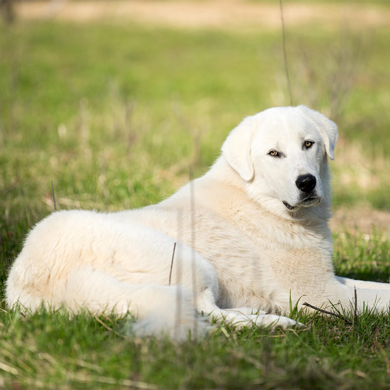 Large white dog clearance turkey