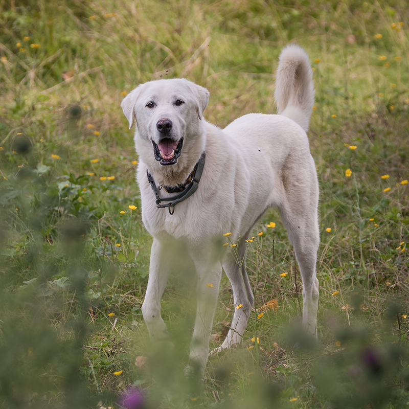 can a akbash and a labrador retriever be friends