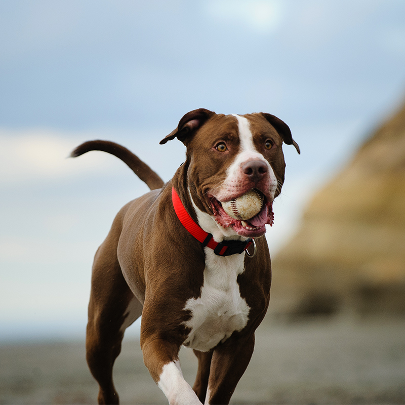 American Pit Bull Terrier Facts Wisdom Panel Dog Breeds