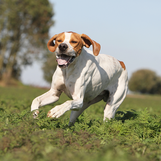 American_Pointer_1.png