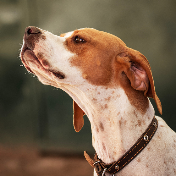 American_Pointer_2.png