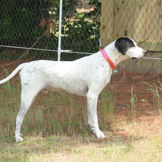 American_Pointer_3.png