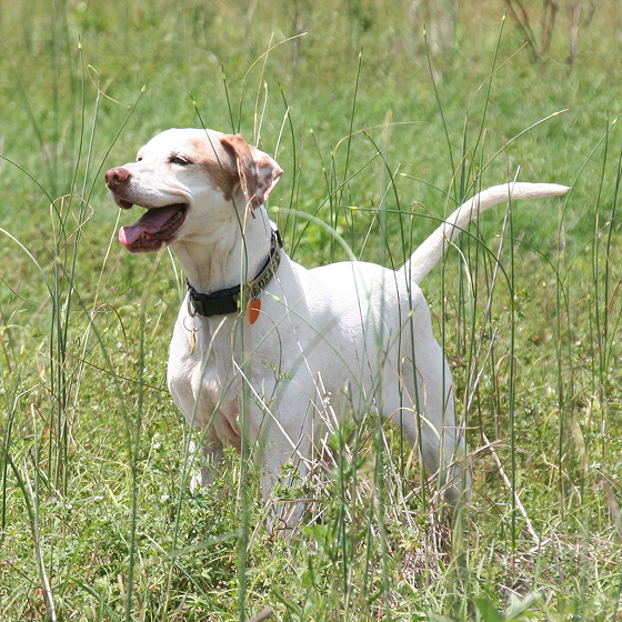 American_Pointer_4.png