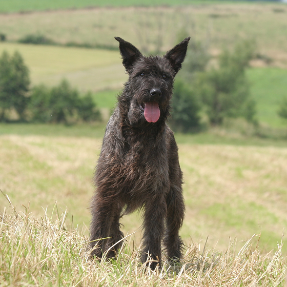 Bouvier_des_Ardennes_1.png