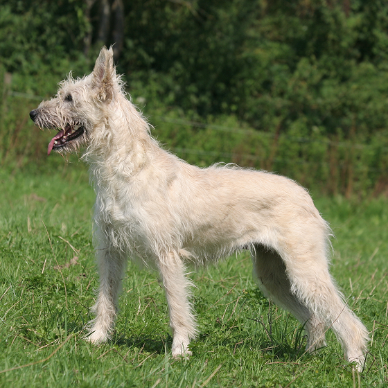 Bouvier_des_Ardennes_2.png
