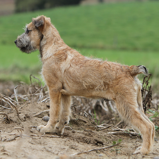 Bouvier_des_Ardennes_3.png