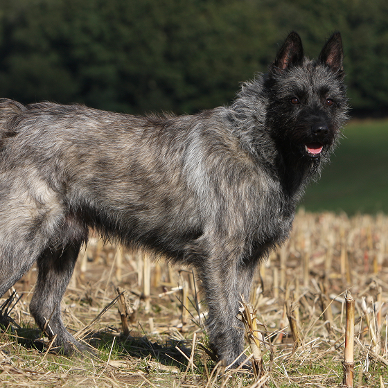 Bouvier_des_Ardennes_4.png