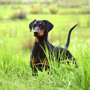 Dobermann Pinscher - carousel