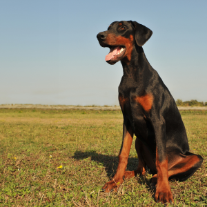 Dobermann Pinscher - carousel