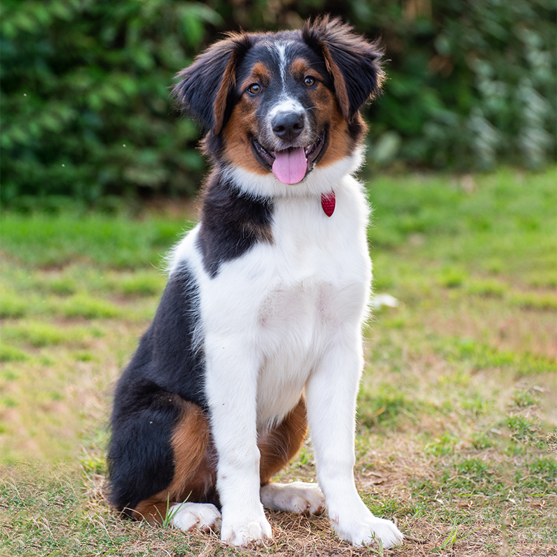 English Shepherd English Shepherd Puppy Photo And Wallpaper Beautiful English Shepherd English Shepherd Puppy Photo And Wallpaper Beautiful