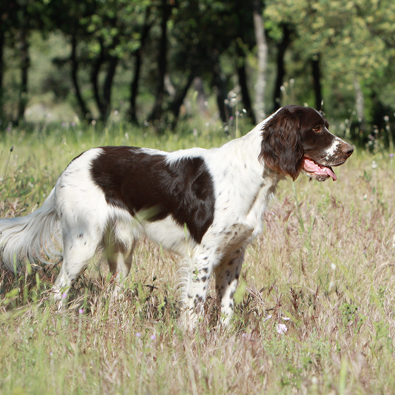 French_Spaniel_1.png