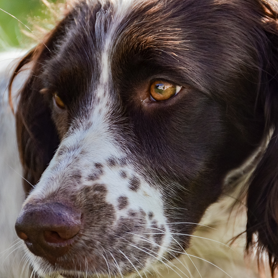 French_Spaniel_2.png