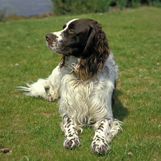 French_Spaniel_3.png