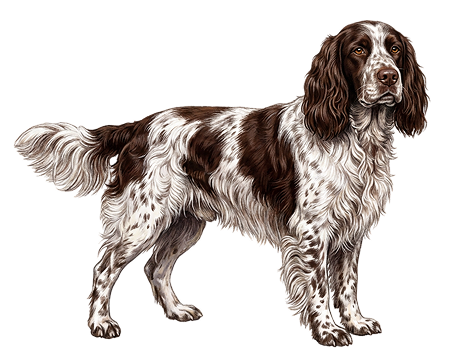 French Spaniel