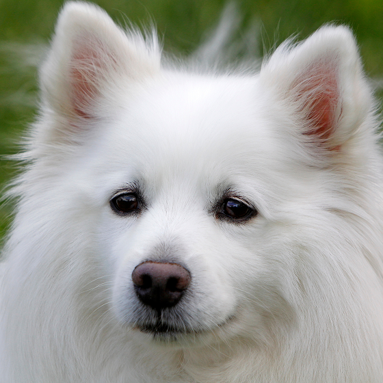Giant_German_Spitz_1.png