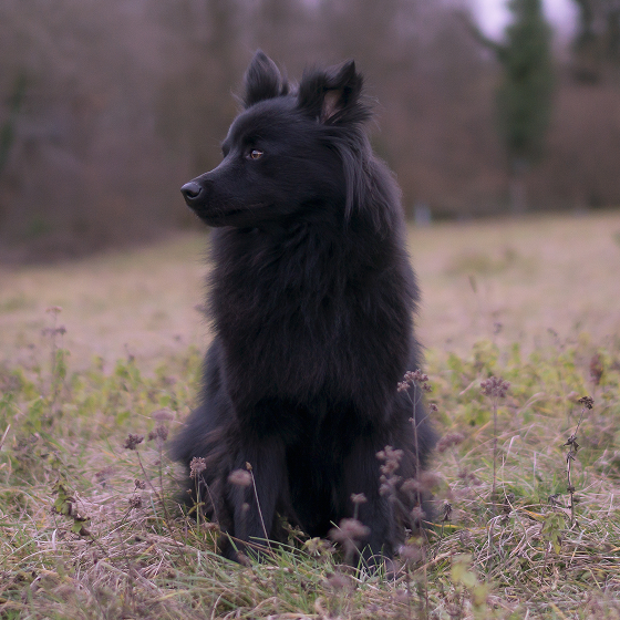 Giant_German_Spitz_2.png