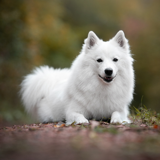 Giant_German_Spitz_3.png