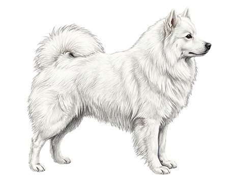 German Spitz Grosse