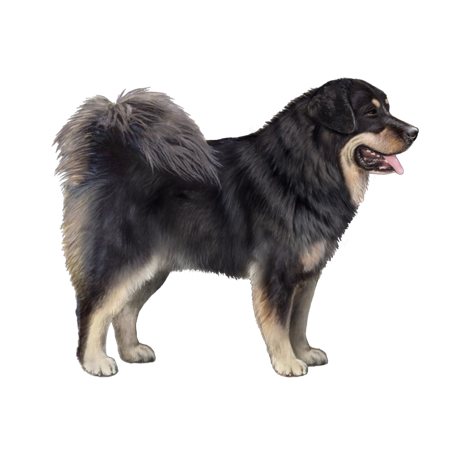 Tibetan Mastiff (Hequ Type)