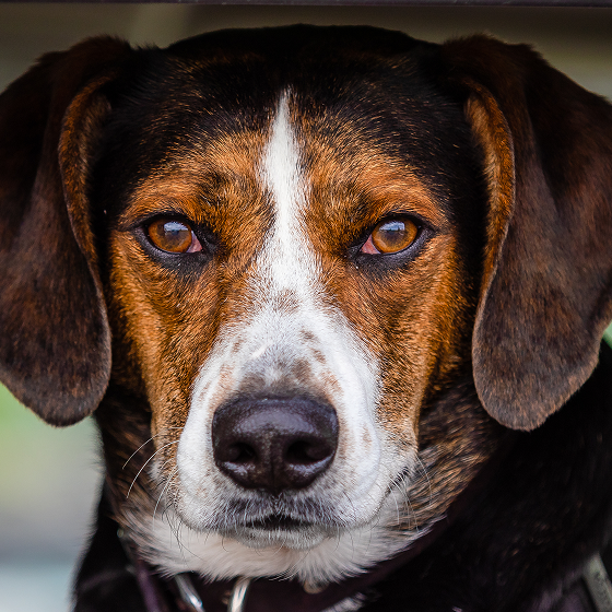 Mountain_Cur_1.png