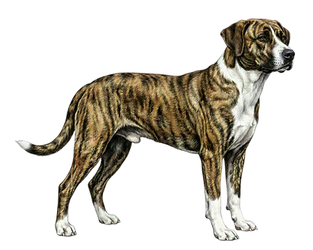 Mountain Cur