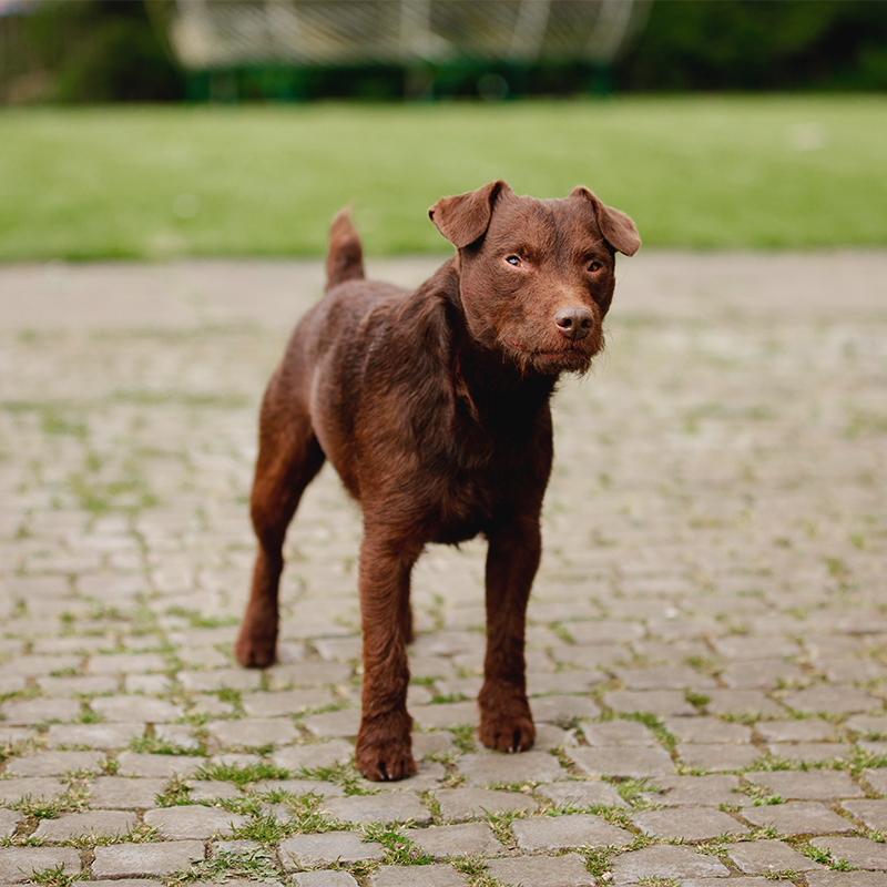 Chocolate patterdale terrier store puppies for sale