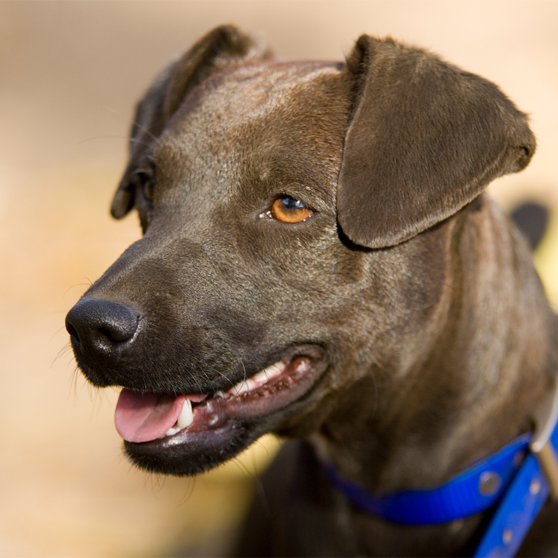 are patterdale terriers smart dogs