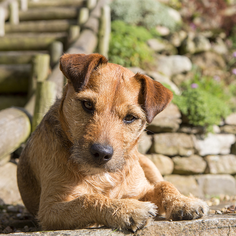 Patterdale store terrier wirehaired