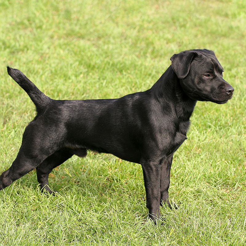 Black patterdale terrier store puppy