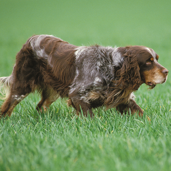 Picardy_Spaniel_1.png