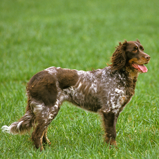 Picardy_Spaniel_2.png