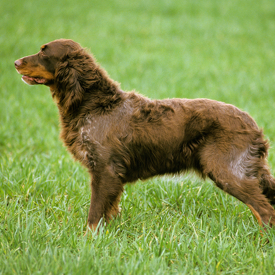 Picardy_Spaniel_3.png