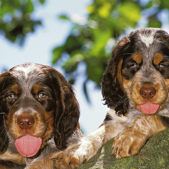 Picardy_Spaniel_4.png