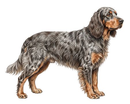 Picardy Spaniel