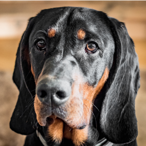 Bloodhound Facts - Wisdom Panel™ Dog Breeds