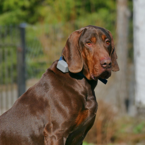 Polish store hunting dog