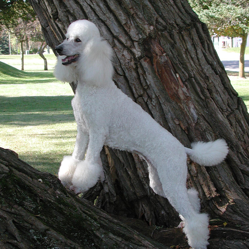 White best sale standard poodle