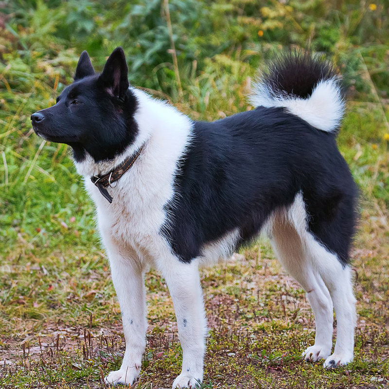 Russo European Laika