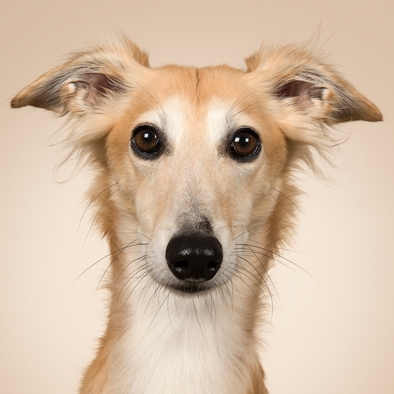 Silken Windhound And Windsprite Facts Wisdom Panel Dog Breeds