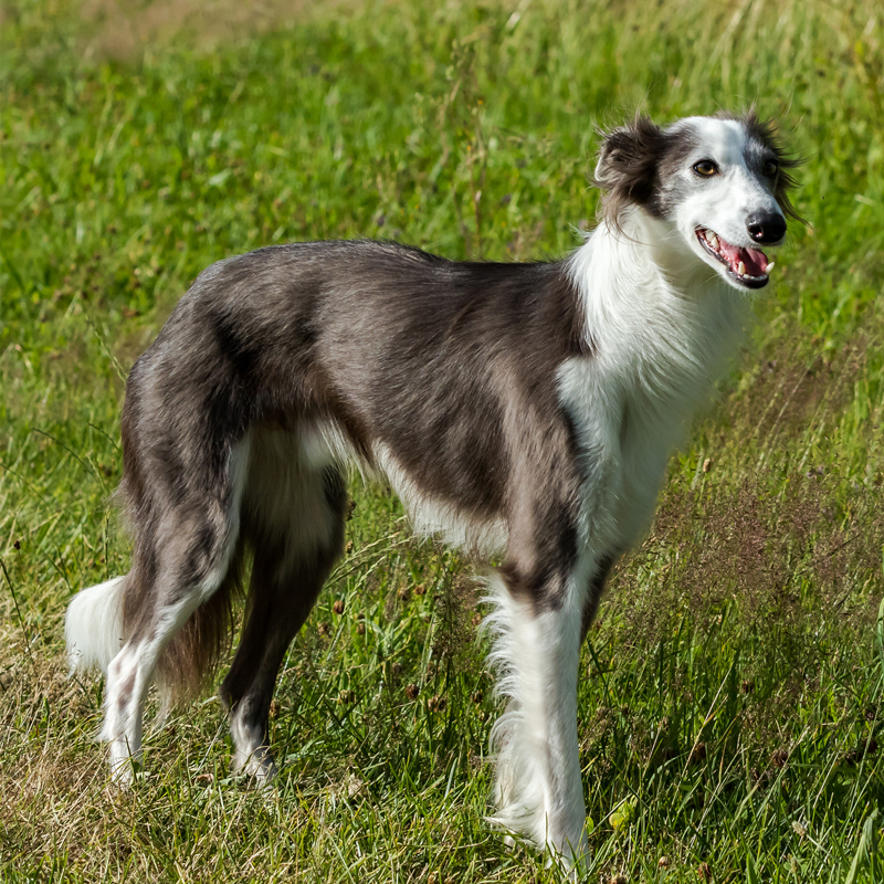 Silken Windhound And Windsprite Facts Wisdom Panel Dog Breeds