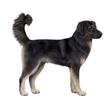 Mongolian Mountain Dog