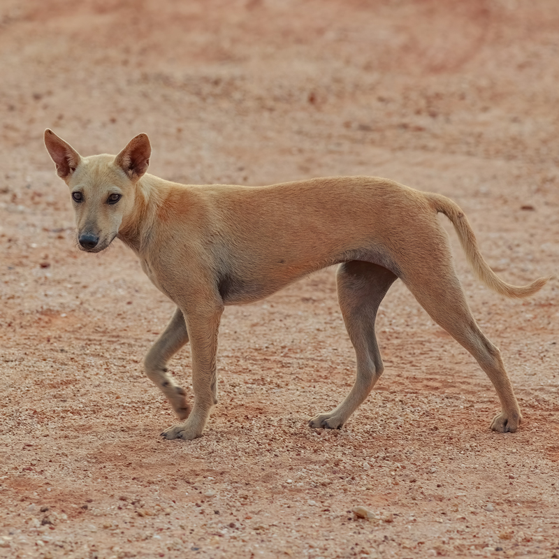 street-dog-namibia1.jpg