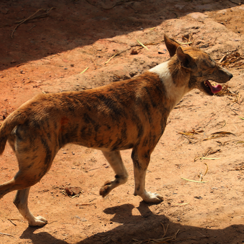 street-dog-namibia2.jpg