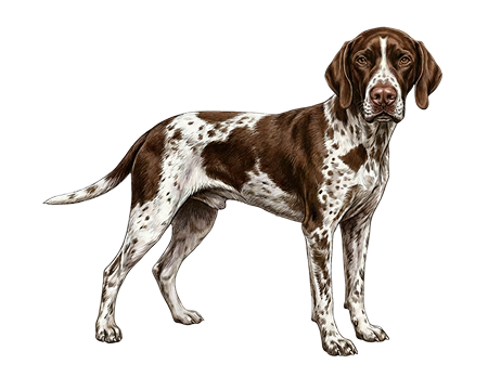 Turkish Pointer (Tarsus Çatalburun Av Kopegi)
